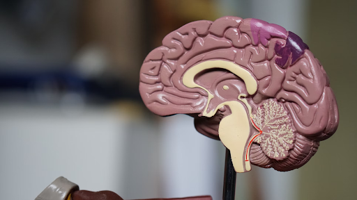A plastic model of a human brain